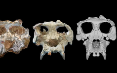 Khôi phục hộp sọ loài vượn 12 triệu năm tuổi