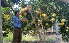 Miền Bắc rục rịch vào mùa xuất khẩu bưởi