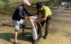 Quảng Trị: Giải cứu con trăn gấm dài hơn 3 m mắc lưới