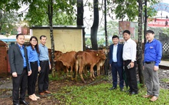 1,5 tỉ đồng mua bò giống, gà giống, cây con... tặng thanh niên miền núi Quảng Trị