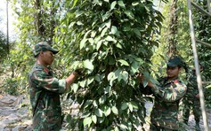 Bà Rịa - Vũng Tàu: Bộ đội, dân quân giúp dân thu hoạch hồ tiêu