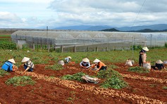 Giá khoai tây, hành tây Đà Lạt tăng cao