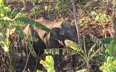 Thiếu thức ăn, voi rừng Đắk Lắk tấn công Trung tâm Bảo tồn voi