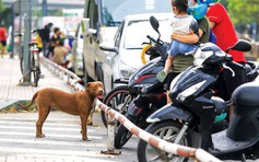 Đau đầu chuyện quản lý 'nuôi chó cả đàn'