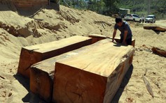 Kon Tum: Công an đột kích bãi tập kết gỗ lậu 'khủng' trong mỏ khai thác cát