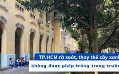 TP.HCM rà soát, thay thế cây xanh không được phép trồng trong trường