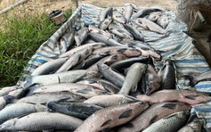 Người dân mua 2,5 tấn cá chết ngạt chỉ trong 2 tiếng giúp chàng trai khuyết tật