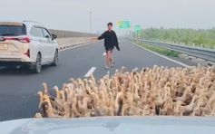 Hàng trăm con vịt chạy đồng tràn vào cao tốc Trung Lương - Mỹ Thuận