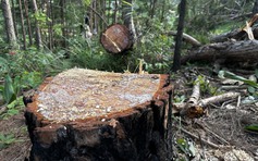 Vụ phá rừng thông ở H.Lâm Hà: Khen thưởng công an điều tra nhanh