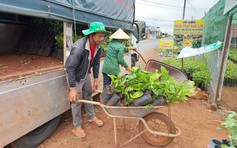 Tư duy thông thái giữa 'ma trận' cây trồng