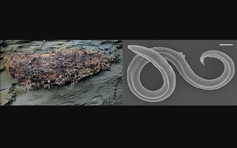 Hồi sinh giun đũa 46.000 năm tuổi trong tầng băng vĩnh cửu Siberia