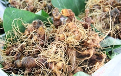 Công an Q.Cầu Giấy đề nghị Quảng Nam cung cấp thông tin DN ‘nổ’ có vườn sâm Ngọc Linh