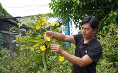 Mai vàng ‘siêu bông’ cháy hàng trong lần đầu ra mắt