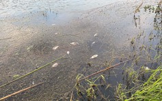 Bình Định: Nguyên nhân cá chết hàng loạt tại đầm Trà Ổ