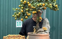 Bonsai nào được nhiều người lựa chọn, mang lại phong thủy trong dịp tết?