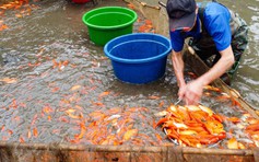 Cận ngày ông Công, ông Táo làng cá chép đỏ vẫn 'lặng như tờ'