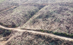 Quảng Ninh: 120.000 ha rừng nguy cơ chết héo sau siêu bão Yagi