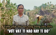 Tan tác mùa phật thủ ven sông Hồng sau bão Yagi