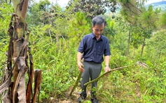 Vụ đốt đuốc trồng cây trong đêm... chờ đền bù: Người dân đã tự nguyện phá bỏ