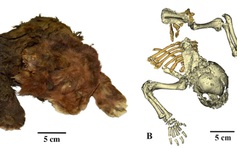 Phát hiện thú vị từ xác ướp mèo răng kiếm Kỷ băng hà