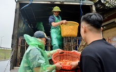 Chợ cá lớn nhất Hà Nội đỏ rực, tiểu thương lo 'mất tết' do cá chép rẻ