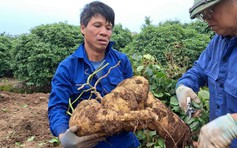 Người thợ mỏ về hưu đam mê trồng củ đậu ‘khủng’ chơi tết