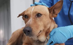 Bệnh lạ khiến chó chết hàng loạt, triệu chứng viêm phổi không đáp ứng kháng sinh
