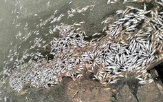 Quảng Trị: Tìm ra nguyên nhân cá chết, nổi lềnh bềnh trên sông Tiên Lai