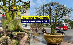 Cây mai trăm tuổi từ phố núi Gia Lai có gì đặc biệt khi được rao bán 3 tỉ?