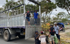 Người bán hoa tết ở Đà Nẵng thất thần vì 'ế ẩm chưa từng thấy'