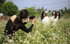 Check-in vườn hoa tam giác mạch Quảng Nam, ngỡ ‘lạc’ đến Hà Giang