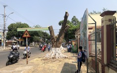 Kon Tum: Người dân tiếc nuối vì cây xanh bị chặt hạ để làm vỉa hè