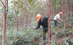 Nghệ An đứng đầu về diện tích rừng toàn quốc