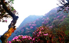 Chinh phục đỉnh Putaleng mùa đỗ quyên tuyệt diệu nhất trên dãy Hoàng Liên Sơn