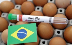 Mối liên quan giữa chim hoang dã và cúm gia cầm H5N1