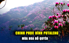 Chiêm ngưỡng vẻ đẹp của mùa hoa đỗ quyên trên đỉnh Putaleng