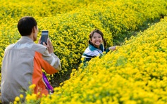 5 cánh đồng hoa đẹp bậc nhất Việt Nam khiến giới trẻ mê mẩn
