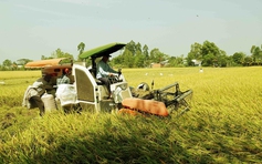 Lập sàn giao dịch lúa gạo: Xóa mờ những góc khuất thị trường