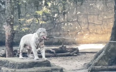 Khách thi kéo co với hổ bị nhận xét 'hành hạ thú': Thảo Cầm Viên Sài Gòn lên tiếng