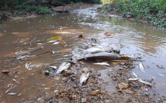 Quảng Trị: Xả thải ra suối Rào Trường, chủ trang trại heo bị phạt 155 triệu đồng