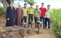 Nhà chùa vận động giao nộp, thả mèo rừng, càng đước về Vườn quốc gia U Minh Hạ