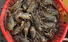 Phú Yên: Tôm cá lại chết hàng loạt, ngư dân kiệt quệ