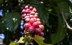 Giá cà phê robusta và arabica trái chiều nhau