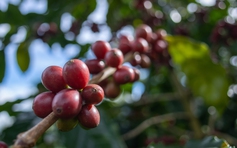 Giá cà phê robusta tăng, arabica giảm