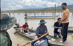 Đề nghị Công ty thủy điện Ya Ly hỗ trợ 2,9 tỉ đồng cho hộ dân có cá chết