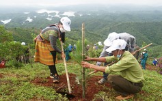 Tập đoàn Bamboo Capital thành lập công ty trồng và chăm sóc rừng