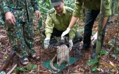 Kiểm lâm thả tê tê vật chứng trong một vụ án hình sự về tự nhiên