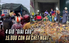 Ấm lòng 4 giờ 'giải cứu' 15.000 con gà chết ngạt do mưa lũ ở Nghệ An