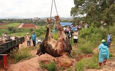 Lâm Đồng đốc thúc bồi thường thiệt hại cho người nuôi bò sữa