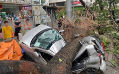 Hàng loạt ô tô ở Hà Nội bị cây đổ đè bẹp trong bão Yagi